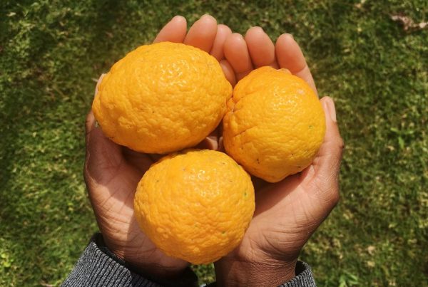 Lemons_citrus fruit